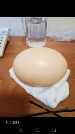 Скорлупа яйца страуса Первоуральск - изображение 1