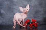 Котята Эльф, бамбино, Сфинкс - ласковое очарование! Ревда