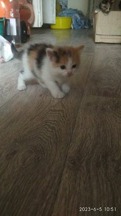 Котята Дегтярск - изображение 1
