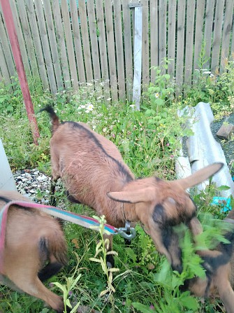 Козлик и козочка Ревда - изображение 1