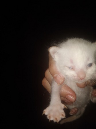 Отдам в хорошие руки котят-игрунчиков. Ревда - изображение 1