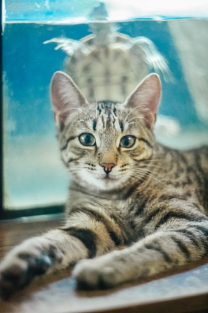 Кот харлампий Березовский - изображение 1