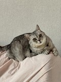 Поиск кошки Ревда