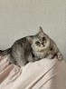 Поиск кошки Ревда